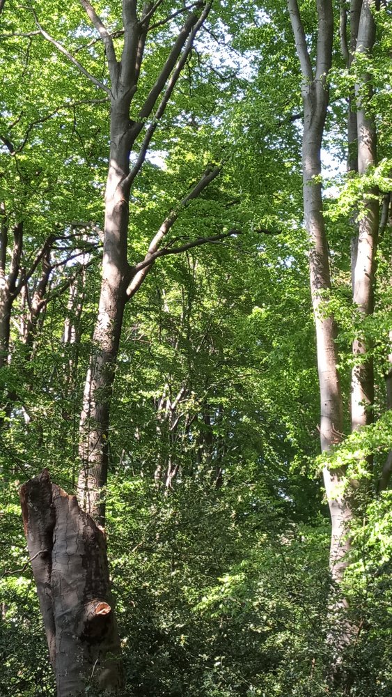 Wald der Zukunft: Mischwald mit vielen Baumarten unterschiedlichen Alters (Bild: Seb Schäfer)